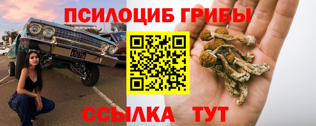 Псилоцибиновые грибы Cubensis  Вход с VPN  Вольск 